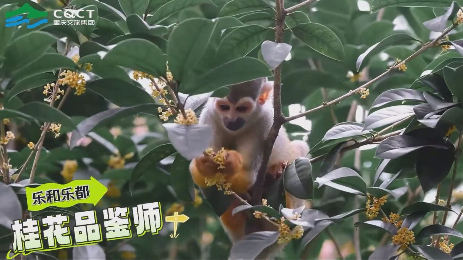 分分彩