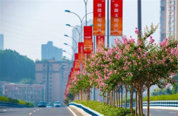 2400余株紫薇成九龙坡秋日街头靓底色延长了花期至十月