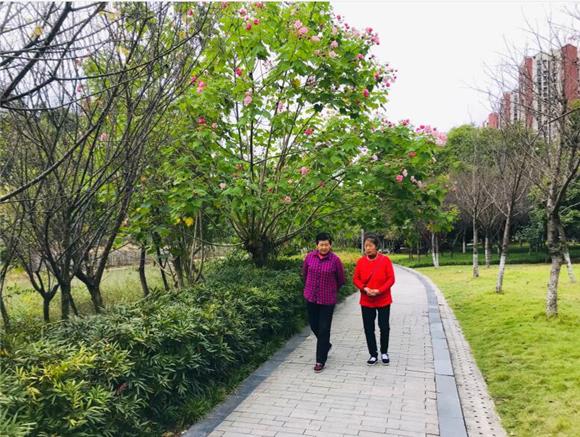 深秋时节奉节县滨河公园木芙蓉花花开正艳