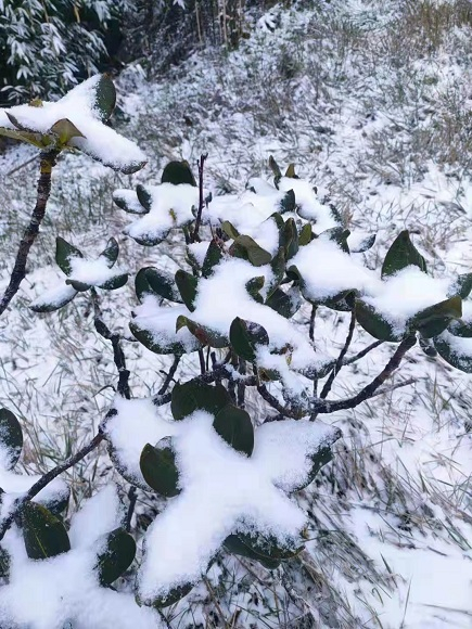 如期而至南川金佛山2021年的第一场雪