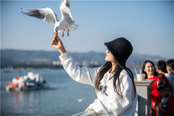 11月7日,一名女子在昆明市滇池海埂观景大道上投喂红嘴鸥.