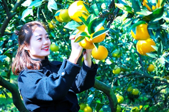 忠县：以橘为媒农文旅融合助力乡村振兴是忠县标准化柑橘园区之一