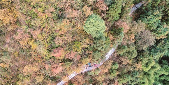 又一打卡圣地璧山金剑山森林步道提档升级预计今年12月底正式投用