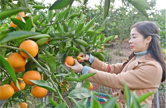 江津：5000亩柑橘成熟引客来