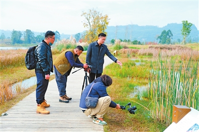 双桂湖国家湿地公园《看中国》栏目组被湖中左右流之的荇菜和湖面悠然玩耍的水鸟吸引