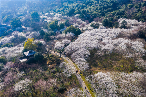 十里梅花香雪海千树万树喜迎春