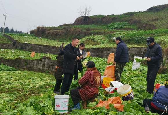 并在大坪村,古佛村,黄桷村,新风村,旭东村等五个村(居)建立了榨菜种植
