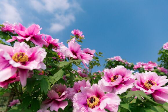 牡丹花开邀您共赏第二十二届垫江牡丹文化节3月19日开幕
