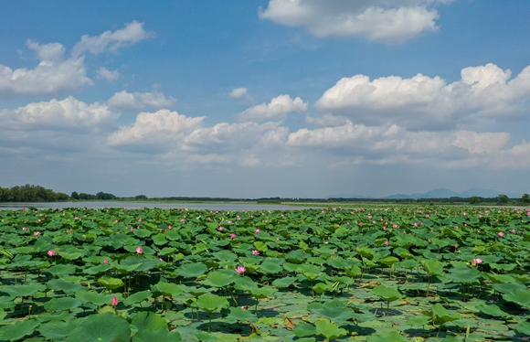济南白云湖生态优先绘美景收回鱼池面积1.6万余亩