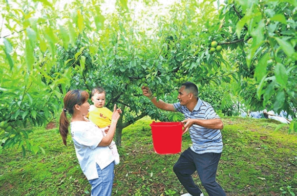 到梁平曲水镇摘李子点燃了现场气氛