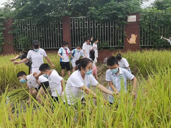 江津区双福第二小学校开展农耕种植丰收活动