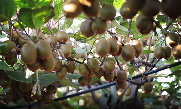 巫溪：700亩野生猕猴桃喜获丰收