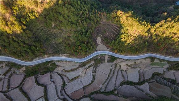 走进该县洪安镇三阳村油菜育苗基地,从周边各村(社)前来移苗栽种的