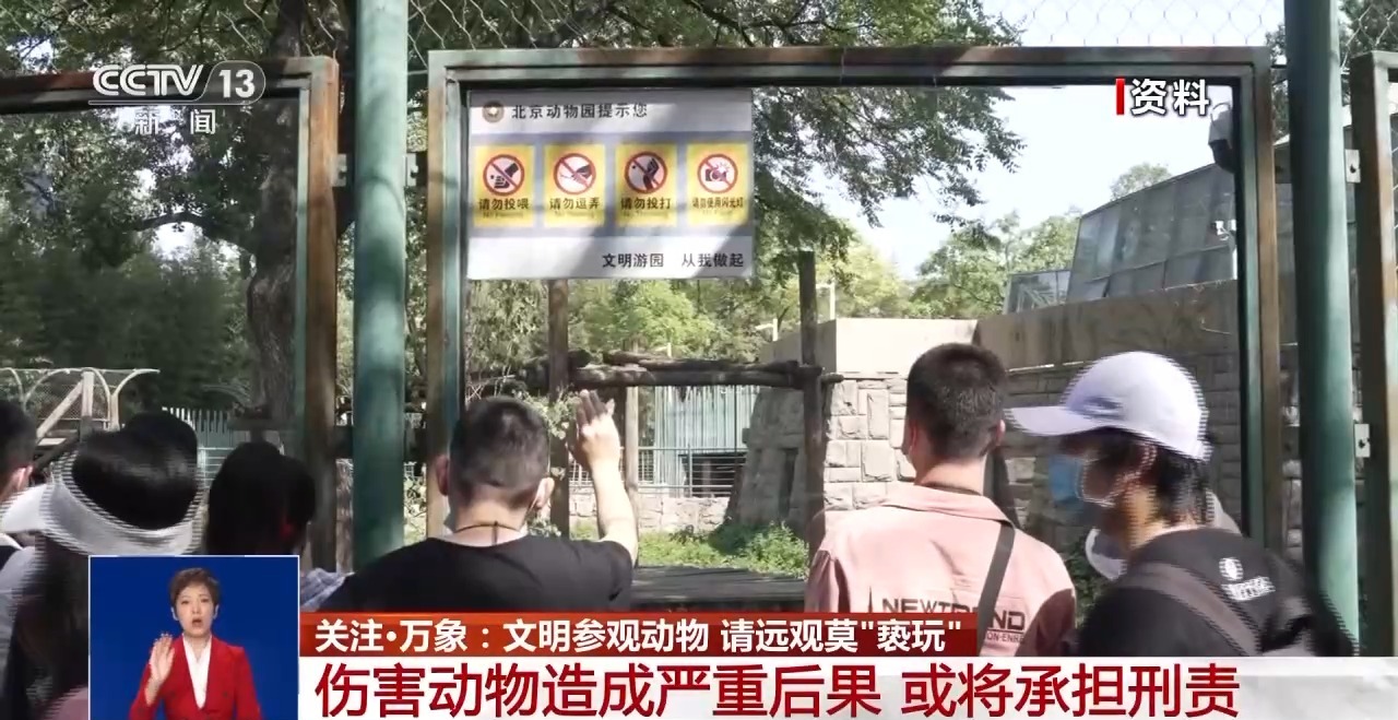 請遠觀莫“褻玩”！男子向熊貓活動區投擲物品，被終身禁入成都熊貓基地1