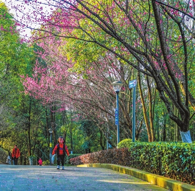 正龍寺公園，紅梅花開小朋友從開得正艷的春意紅梅花下走過。