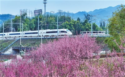 雙桂湖國家濕地公園，高鐵從鮮艷的紅梅林邊飛馳而過，勾勒出一幅生機盎然的春日畫卷。