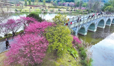 雙桂湖國家濕地公園的紅梅盛開，吸引不少市民前往游玩、賞景。
