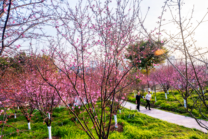 市民漫步在雙山公園花叢中，大渡感受春日美景。口賞全媒體記者 鐘戈 攝
