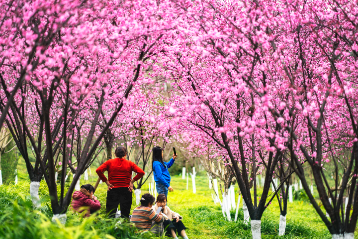 雙山公園春花競放，市民賞花樂在其中。全媒體記者 鐘戈 攝