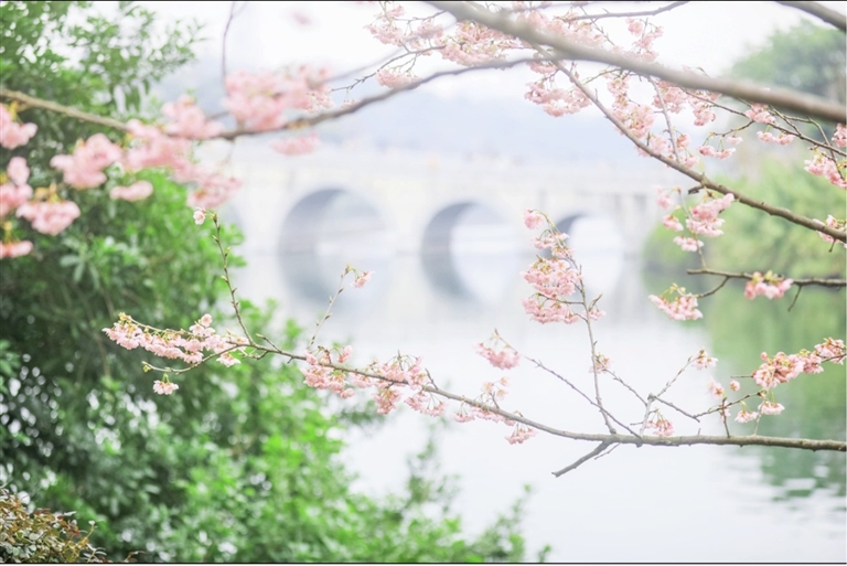 櫻花綻放。重慶園博園供圖