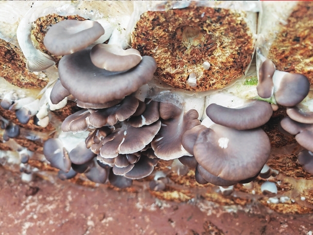 貝貝農場，各種成熟的蘑菇可供游客采摘。記者 楊薈琳 攝