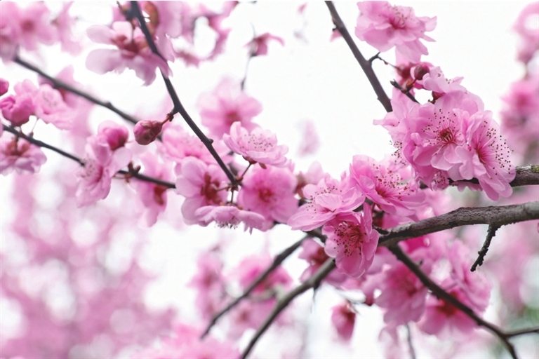 朵朵粉色的惹人梅花是春天的信使。記者 于涵 攝
