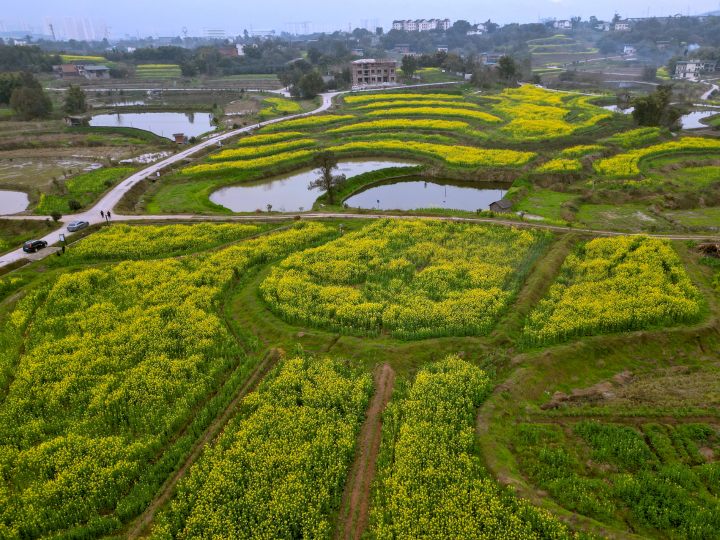 西彭鎮新民村連片的龍坡油菜花開滿田間地頭。