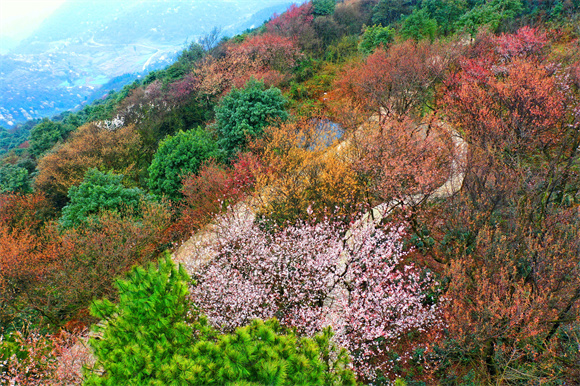 滿山遍野的櫻花競相盛開。大盛鎮政府供圖 華龍網發