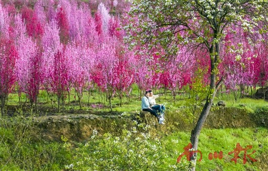 游客在白沙鎮大竹村桃花基地賞花。資料圖