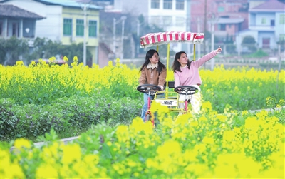 新盛鎮聯盟村，游客在油菜花田快樂騎行。記者 熊偉 攝