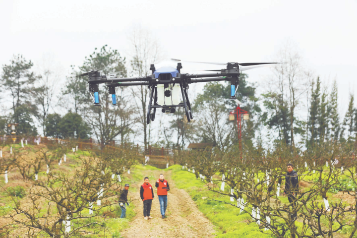 無人機在梨園上空噴灑化肥。春管籌記者  彭怡  攝