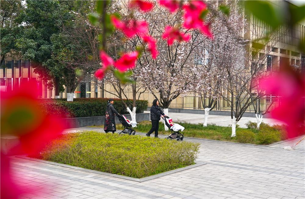 雙桂城區都梁廣場，盛開的海棠花與紅葉李交相輝映，市民在觀光游玩。