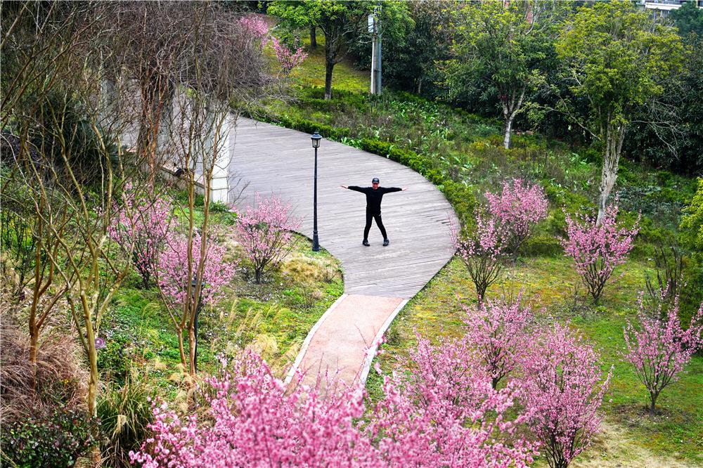 雙桂城區泰和公園美人梅盛開，繁花市民在美景中健身。盛開