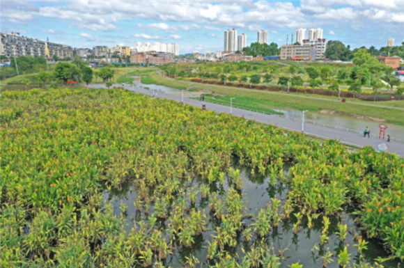 10月17日拍摄的广西南宁市沙江河湿地公园(无人机照片).
