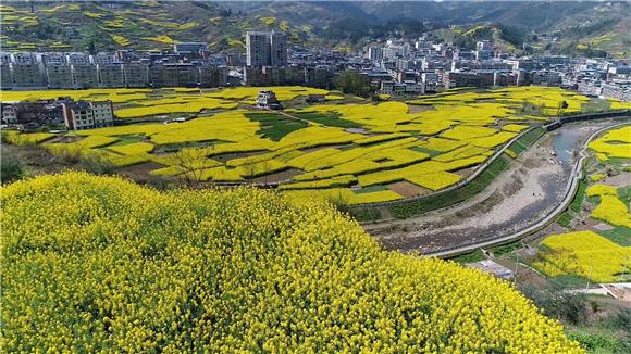 甲高镇油菜花一角.吴江 摄