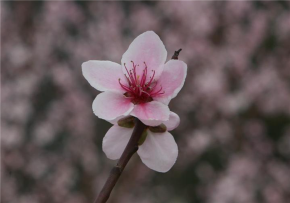 约起巫峡两岸桃花开醉了赏花人