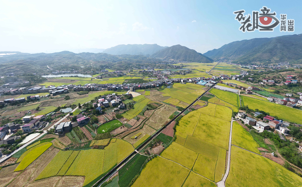 稻田泛起层层金色波浪，巫山庙宇镇水稻迎来大丰收。巴渝大地上，农业产业越来越强，宜居宜业和美乡村正加快建设。（巫山县融媒体中心记者 王忠虎 摄）