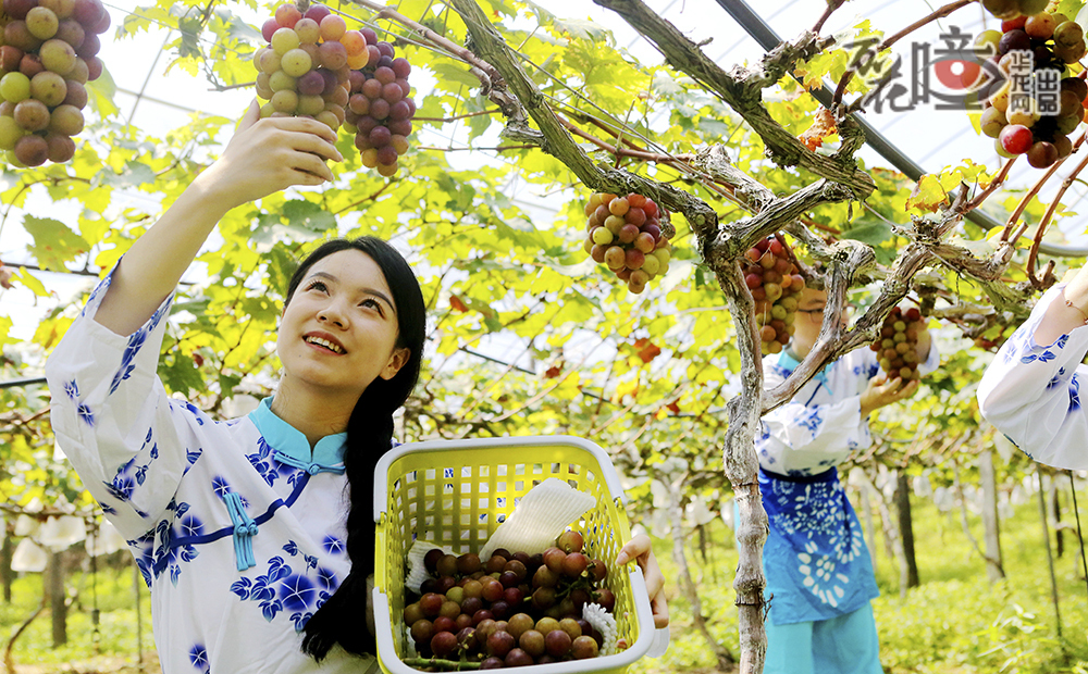 金秋時(shí)節(jié)，神州大地五谷豐登，瓜果飄香，萬盛黑山鎮(zhèn)南門村的神獼果園迎來了水果豐收季。（曹永龍 攝）