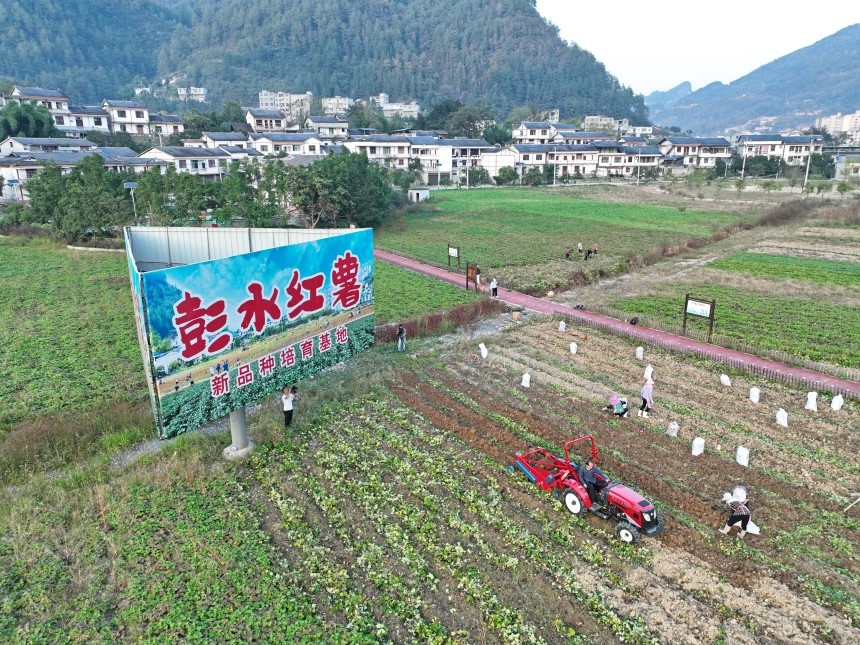 彭水紅薯新品種培育基地。彭水縣委宣傳部供圖 第1眼TV-華龍網(wǎng)發(fā)