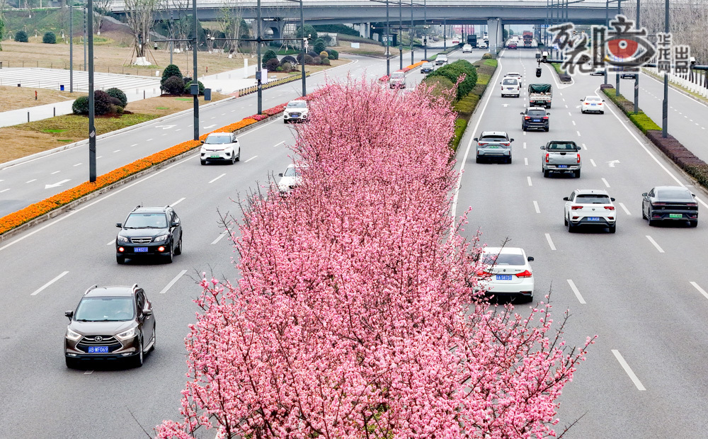 重庆高新区道路旁，各色春花竞相绽放，为城市增添了更多生机与浪漫。飞驰而过的车辆，忙碌奔波的人们，别忘了瞅一眼这春意盎然。