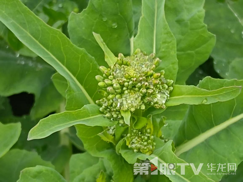 用于制种的油菜正在茁壮成长。第1眼TV-华龙网记者 殷睿 摄