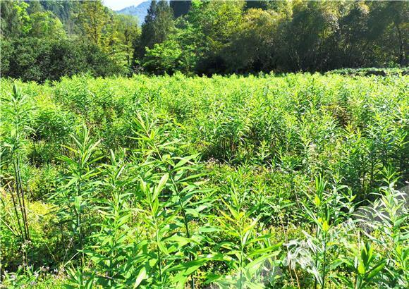 黄精种植基地。资料图