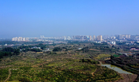 平凯街道万亩油茶基地。付冲 摄