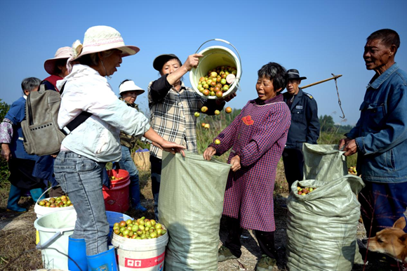 村民將油茶果送往加工廠房。楊帆 攝