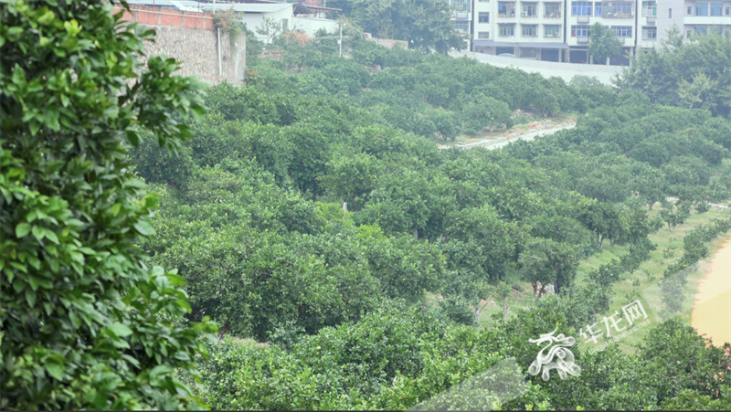 奉节脐橙园。华龙网 张彬炎 摄