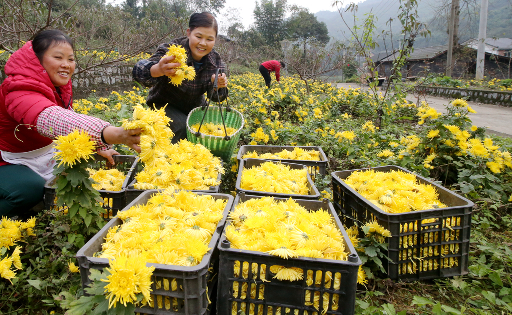 王家坝村金丝黄菊丰收  曹永龙  摄