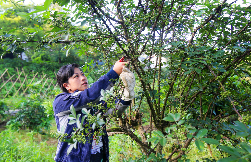 王家坝村花椒丰收  曹永龙  摄