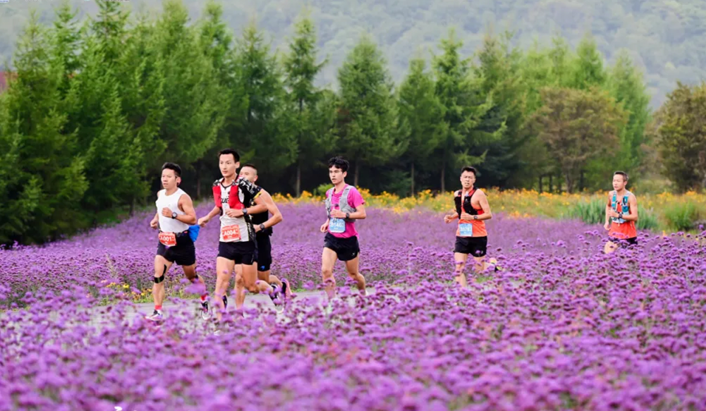 2024重庆红池坝云端山地跑办进景区，跑者在紫色花海中竞速。受访单位供图