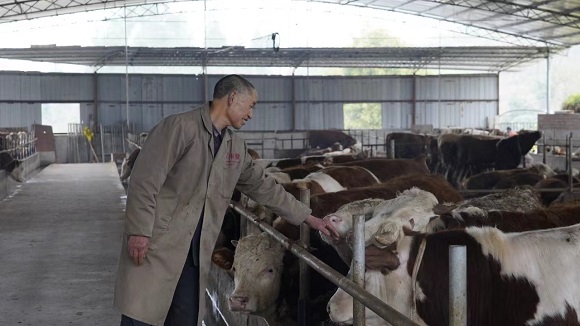 饲养员喂养共富农场肉牛。通讯员 方柳卜 摄