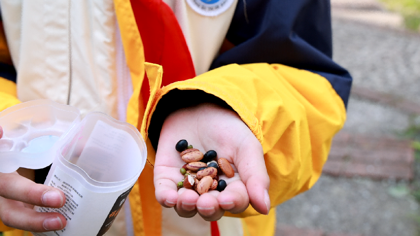 同学展示自己获得的豆子。华龙网记者 杨淳淇 摄